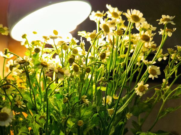 生鲜电商卖花到底靠谱吗？实测报告来了