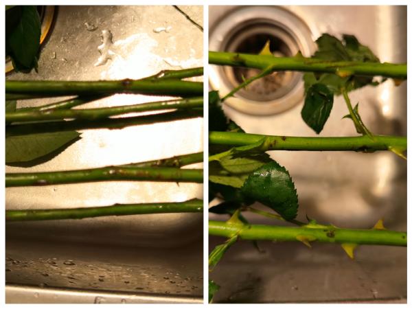 生鲜电商卖花到底靠谱吗？实测报告来了